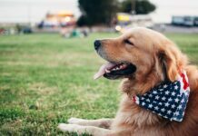 Getting A New Dog – Safety Tips For Dogs Safety Tips For Dogs