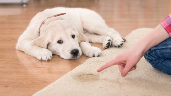 housetraining your pet housetraining your pet