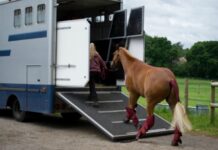 Horse Floating 101: Safety Tips For Beginners Horse Floating